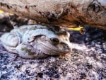 CUBAN TREE FROG