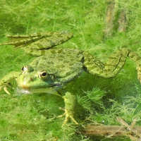 FROG IN POND