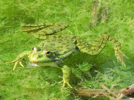 FROG IN POND - frog, pond, animal, green