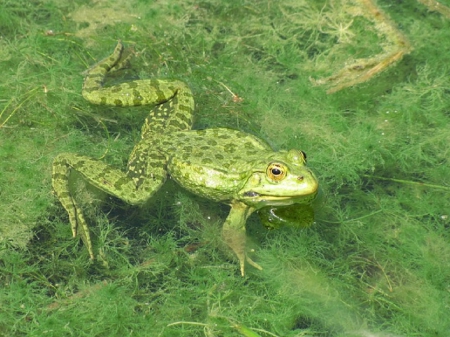 GREEN FROG IN PONDS - frog, pond, animal, green