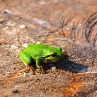 FROG ON STUMP