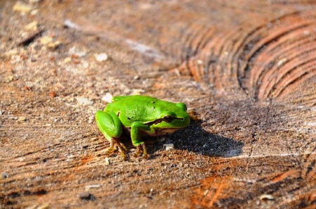 FROG ON STUMP