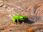 FROG ON STUMP