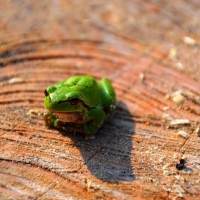 FROG ON STUMP