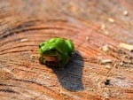 FROG ON STUMP