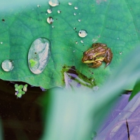 TINY FROG ON BIG LEAF