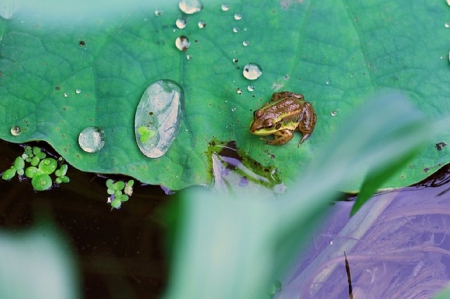 TINY FROG ON BIG LEAF - frog, leaf, big, tiny