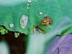 TINY FROG ON BIG LEAF