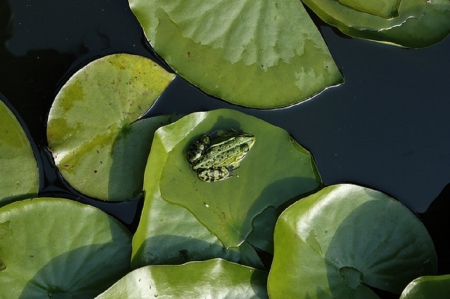 WEE LITTLE FROG - frog, leaves, little, tiny