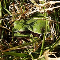 FROG IN GRASS