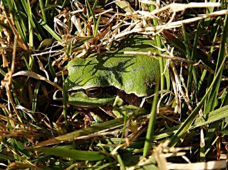 FROG IN GRASS - GRASS, SITTING, FROG, GREEN