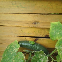 FROG ON CUCUMBER