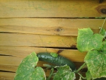 FROG ON CUCUMBER