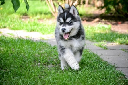 Husky - pretty, puppys, beautiful, dog, lovely, sweet, animal, dogs, cute, puppy, animals