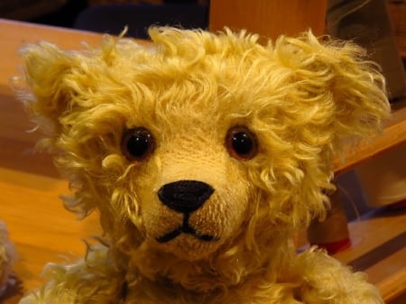 TEDDY BEAR - toy, bear, cute, teddy