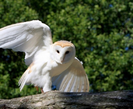 BARN OWL - barn, owl, pretty, bird