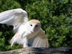 BARN OWL