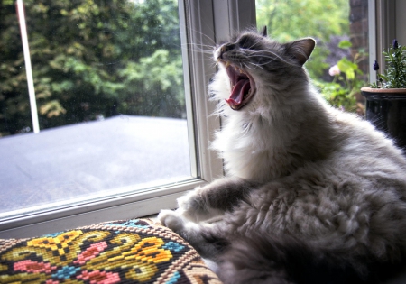 Cat - sleeping, cat face, hat, cat, kitty, animals, lovely, kitten, paws, face, pretty, cats, beautiful, cute