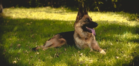 German shepherd - pretty, puppys, beautiful, dog, lovely, sweet, animal, dogs, cute, puppy, animals