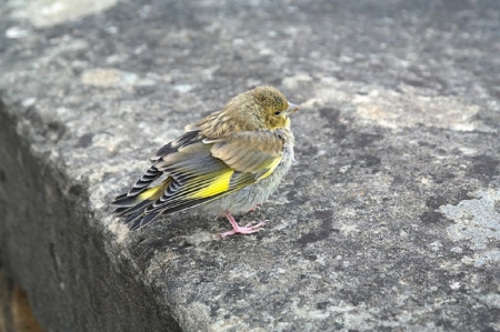 GREEN FINCH - nature, bird, finch, green