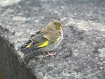 GREEN FINCH