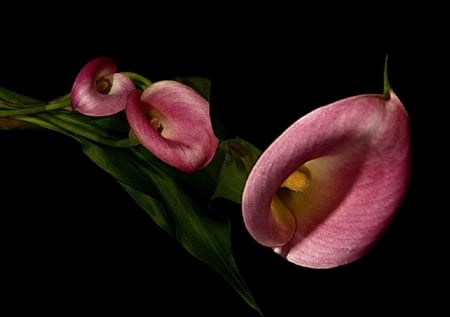 CALLA LILY - flower, calla, pretty, lily