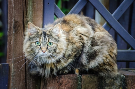 PRETTY COLOURED CAT - cat, coloured, feline, pretty