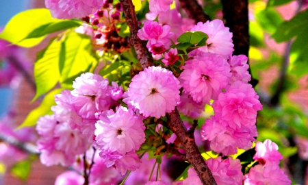 SPRING BLOOMING - nature, pink, beautiful, splendor, tree, flowers, spring