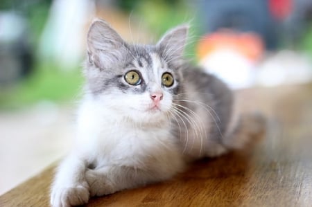 PRETTY HOUSE CAT - cat, feline, pretty, kitten