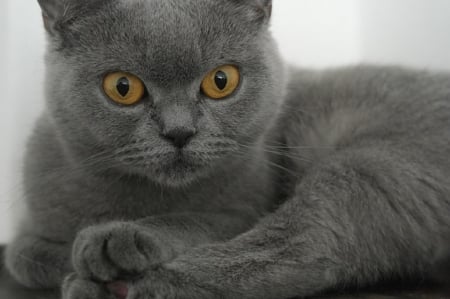 PRETTY GREY CAT - cat, feline, grey, pretty