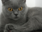 PRETTY GREY CAT