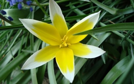 Flower - beautiful, white, flower, yellow