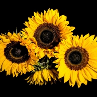 SUNFLOWERS