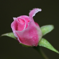 ONE PINK ROSE