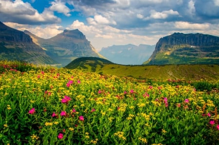 Sea of wildflowers - clouds, carpet, sea, meadow, lovely, freshness, mountain, field, sky