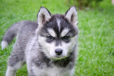 Husky - animal, pretty, cute, animals, beautiful, sweet, puppy, puppys, dogs, lovely, dog