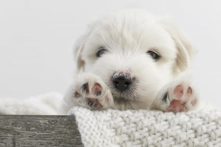 Dog - pretty, puppys, beautiful, dog, lovely, sweet, animal, dogs, cute, puppy, animals