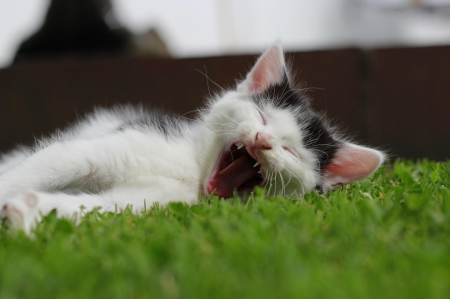 Cat - hat, pretty, cat face, beautiful, lovely, paws, cat, kitten, cute, cats, face, sleeping, animals, kitty