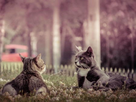 Cats - hat, pretty, cat face, beautiful, lovely, paws, cat, kitten, cute, cats, face, sleeping, animals, kitty