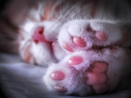 Cat - paws, face, pretty, cute, animals, beautiful, cat, sleeping, kitty, cats, kitten, hat, lovely, cat face