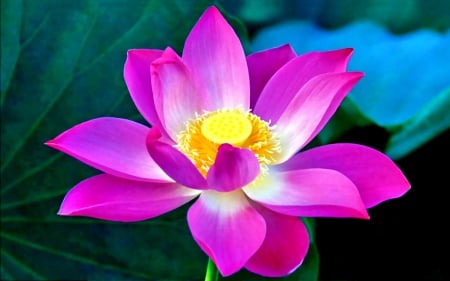 BEAUTIFUL BUDDHA LOTUS - lotus, buddha lotus, water, photography, splendor, ponds, flower, pink