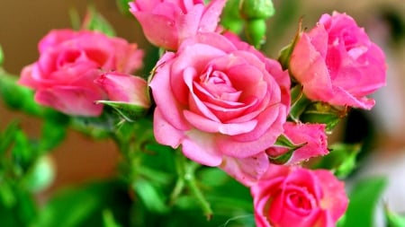 BEAUTY IN PINK ROSE - nature, romantic, roses, pink, splendor, flowers, rose