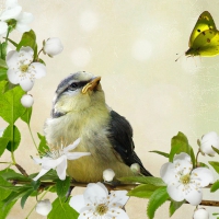 Little Bird in Apple Tree