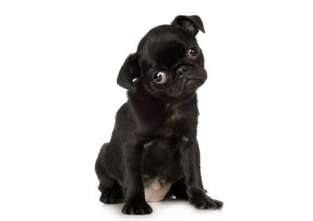 Adorable puppy - animal, black, pet, puppy, adorable, dog