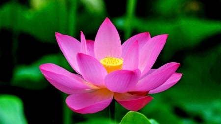 PINK BEAUTY - nature, lotus, pink, water, splendor, leaves, pond