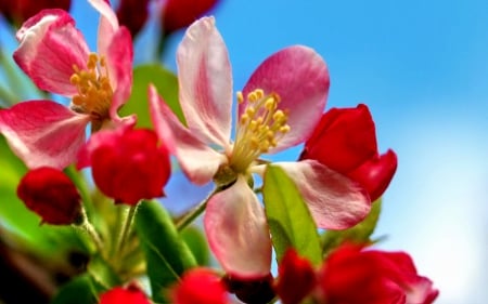 SPRING FLOWERS - flowers, lovely flowers, nature, buds, splendor, spring, blooming, leaves