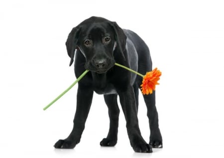 Black labrador puppy