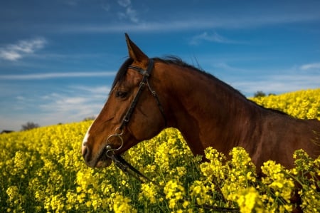 * Horse on field * - flowers, animl, field, horse, animals