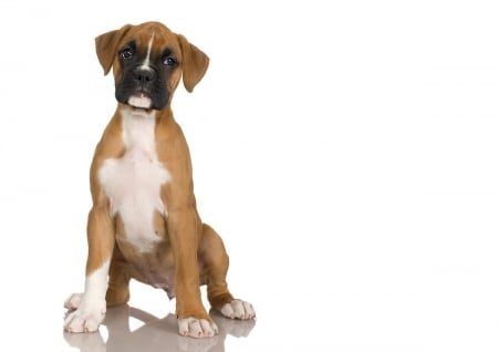 Boxer puppy - animal, pet, puppy, boxer, dog