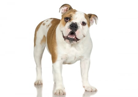 Bulldog puppy - dog, pet, animal, bulldog